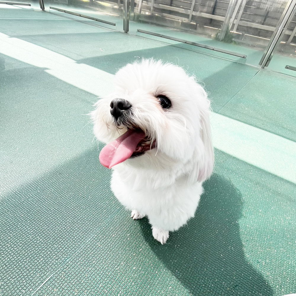 生徒が撮影したモデル犬たち♪①